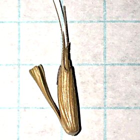 One goatgrass joint close-up