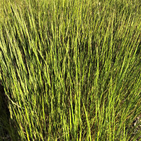 Wild Goatgrass Patch