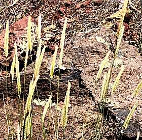 Closer View of Dry Seedheads