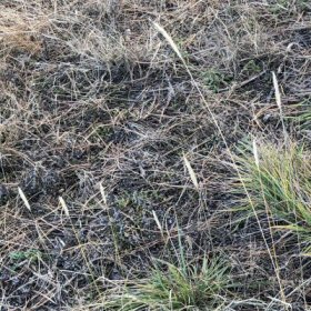 Field view of Alopecurus geniculatus or Water Foxtail