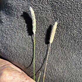 Water Foxtail Inflorescence