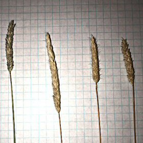 Short Seedheads of Water Foxtail