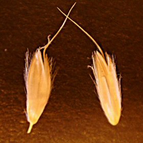 Micro View of Spikelets