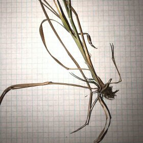 Roots of Water Foxtail