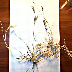 Big Bluestem Entire Plant