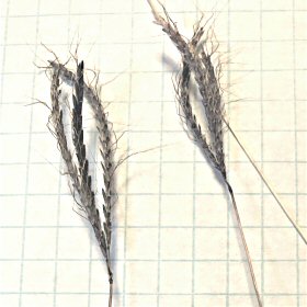 Three-fingered 'Turkeyfoot'