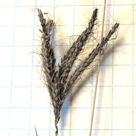 Five-fingered Seedhead