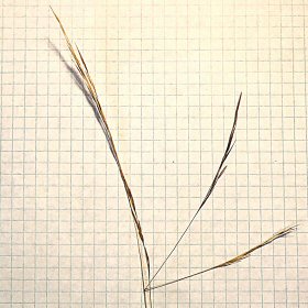 Spikelets and Awned Florets