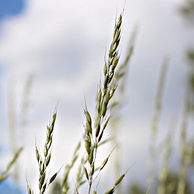 Tall Oatgrass Panicle