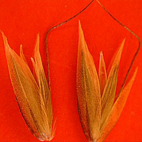 Not All Awns Are Bent