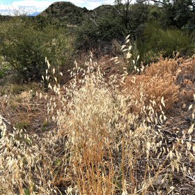 Field view of Avena fatua or Wild Oats