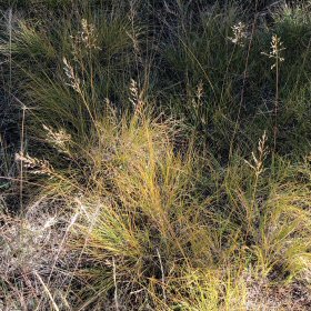 Hairy Dropseed Patch