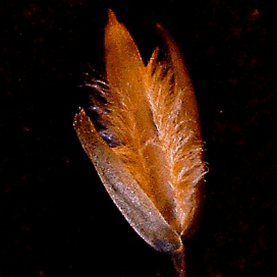 Micro View with Glumes