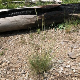Field View of Hairy Dropseed
