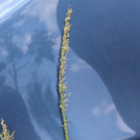 Blepharoneuron tricholepis Spike-like Seedhead