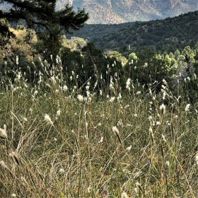Field view of Bothriochloa barbinodis or Cane Bluestem