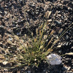 Field View from Above