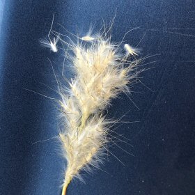 Cane Bluestem Puff-like Seedhead