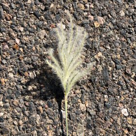 Cane Bluestem Fingers