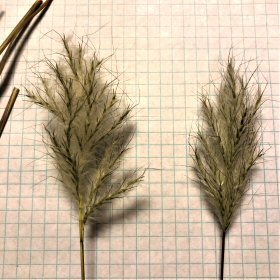 Seedheads by Lamplight