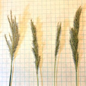 Variety of Seedhead Shapes