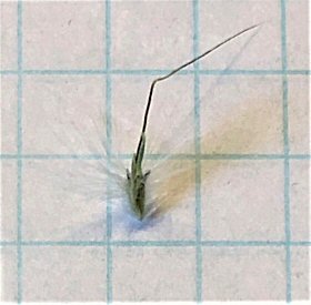 A Single Spikelet