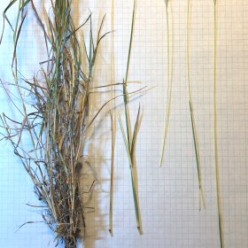 Dense, Messy Base of the Plant