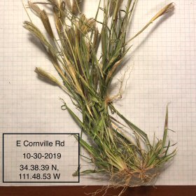 Roots of Cane Bluestem