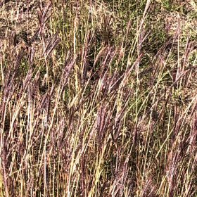 Field view of Bothriochloa ischaemum or Yellow Bluestem