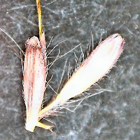 Closer View of Seedheads