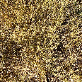 View of Bouteloua aristidoides or Needle Grama