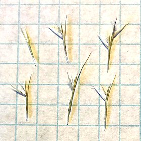 Sparce Versus Crowded Spikelets