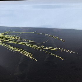 Closer View of Inflorescence