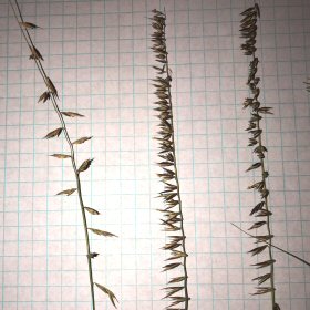 Bouteloua curtipendula Spike