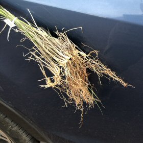 Roots of Side-oats Grama