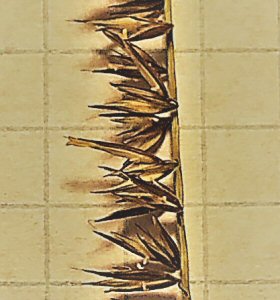 Enhanced View of Spikelets