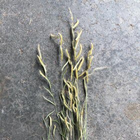 Bouteloua barbata, Six-weeks Grama, with its 4 to 9 branches..