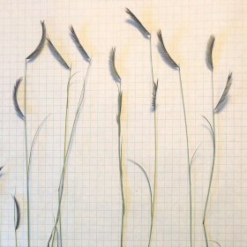 Blue Grama has thin stems (culms) and only a couple of eyebrow-like branches.