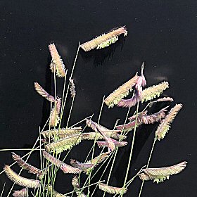 Blue Grama in Anthesis