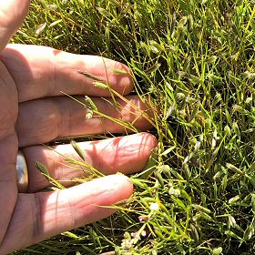 Tiny Inflorescences.