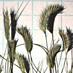 Three Whole Plants of Marshland Muhly