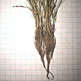 Spikelets Contain the Entire Reproductive System