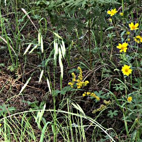 Drooping Fringed Brome