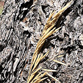 Close View of Fringed Brome