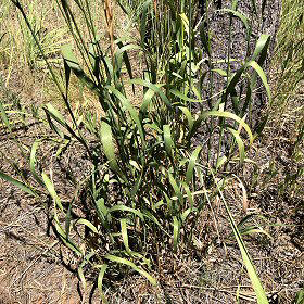 Leaves of Smooth Brome