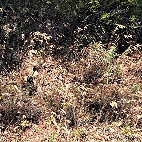Field view of Bromus japonicus