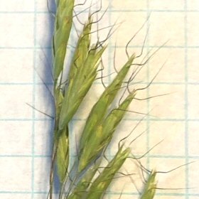 Close View of Dry Japanese Brome