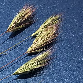 Close View of Fringed Brome