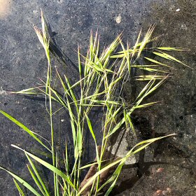 Close View of Cheatgrass