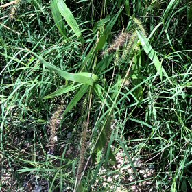 Buffelgrass is Taking Over the Sonoran Desert